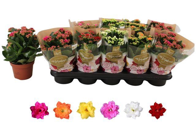 <h4>KALAN CALAN MIX P12</h4>