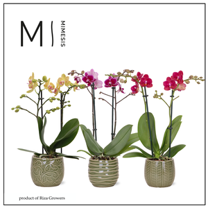 Phalaenopsis Nature Mix 2 spike - 9cm in Madeira | Mimesis
