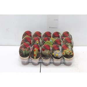 CACTUS MINI P06 FLORES ARTIFICIAL/DESIDRATADO