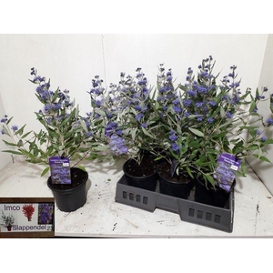 CARYO CL HEAVEN BLUE