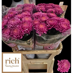 CHR G BIGOUDI PINK