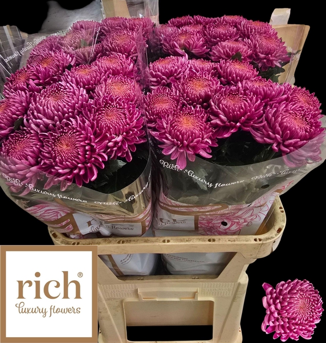 <h4>CHR G BIGOUDI PINK</h4>