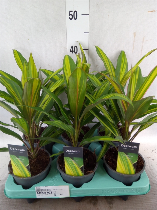 <h4>Cordyline fruti. 'Kiwi'</h4>