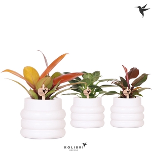 Kolibri Greens Philodendron mix in Bubble pot white