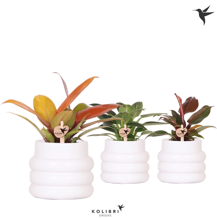 <h4>Kolibri Greens Philodendron mix in Bubble pot white</h4>