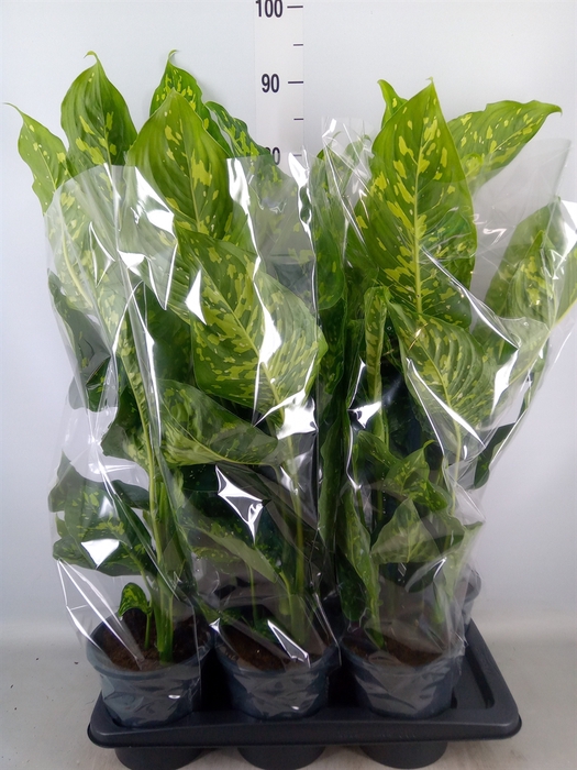 <h4>Dieffenbachia  'Spotty'</h4>
