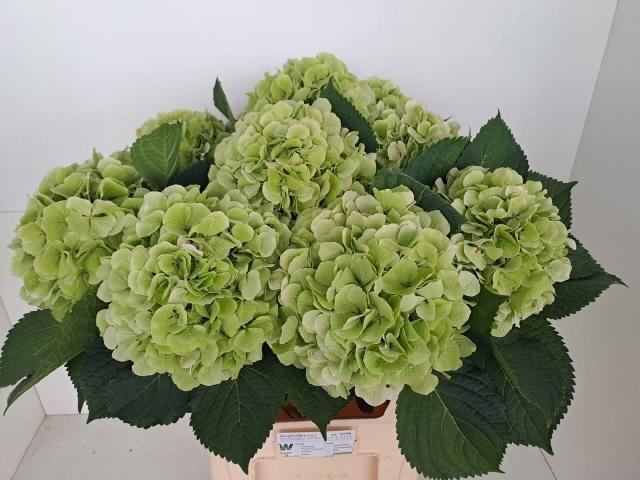 <h4>HYDR M CH VERENA CL</h4>