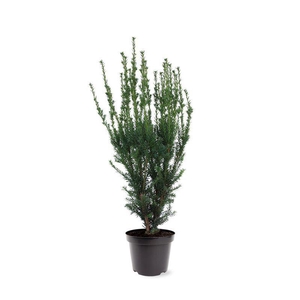 Taxus media 'Hillii' (zonder etiket)