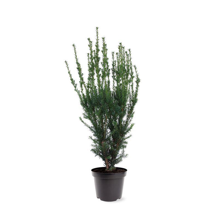<h4>Taxus media 'Hillii' (zonder etiket)</h4>
