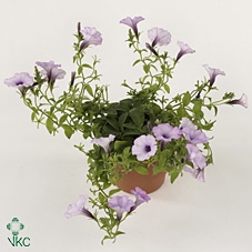 PETUNIA-HYBRID p12