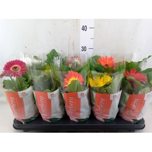 Gerbera  'Colourgame'   ...mix