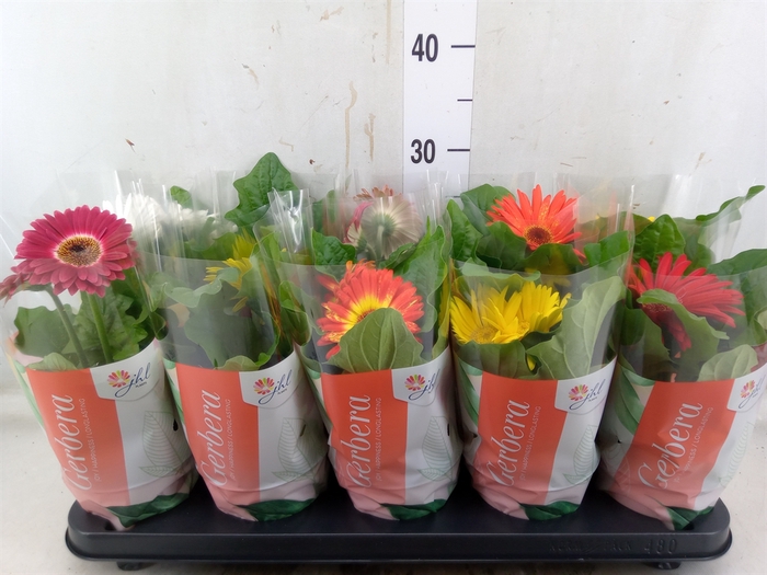 <h4>Gerbera  'Colourgame'   ...mix</h4>