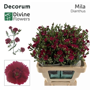 DI DIVI MILA