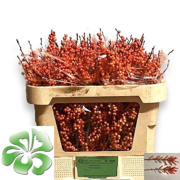 <h4>ILEX VE WINTER GOLD</h4>