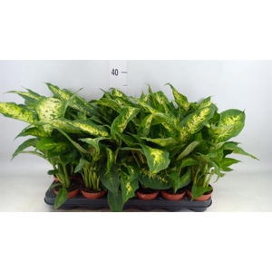 Dieffenbachia 'Compacta'