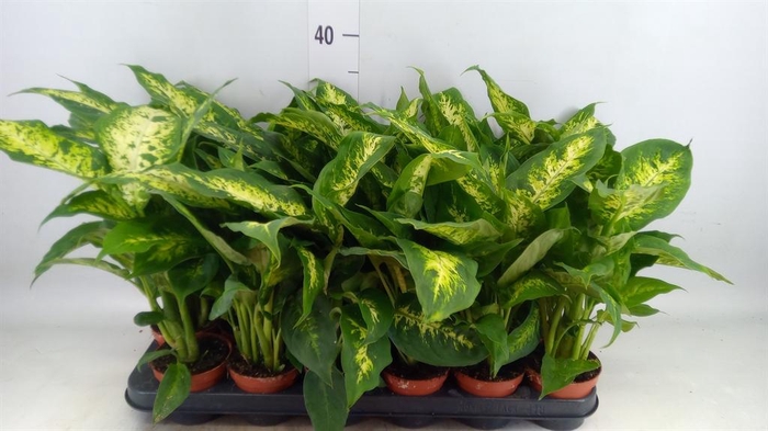 <h4>Dieffenbachia 'Compacta'</h4>