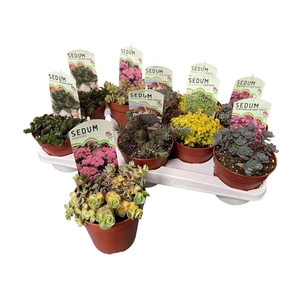 Sedum overig