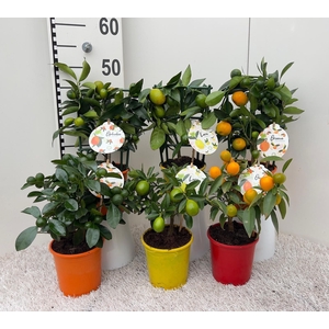 Citrus Mix 2+ Var bush/stem/trellis