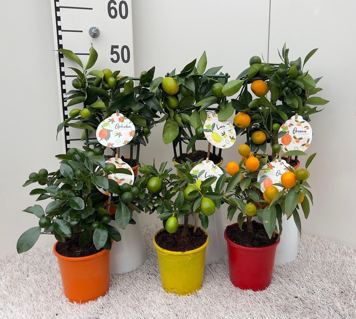 <h4>Citrus Mix 2+ Var bush/stem/trellis</h4>