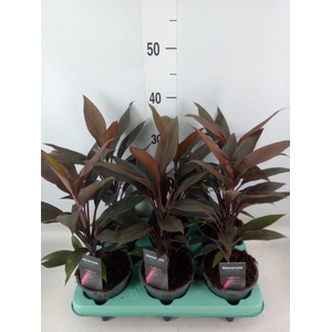 Cordyline fruti. 'Tango'