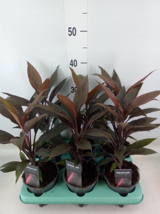 <h4>Cordyline fruti. 'Tango'</h4>