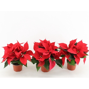 EUPHOR P CHR UNIVERS