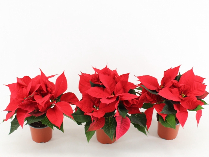 <h4>EUPHOR P CHR UNIVERS</h4>