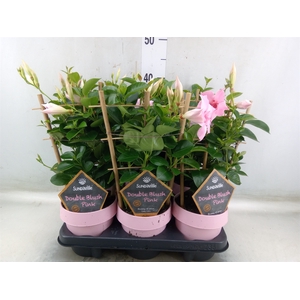 Mandevilla  'Sundavil Dbl Blush Pk'