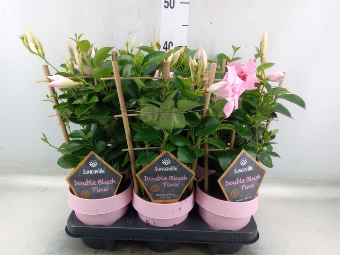 <h4>Mandevilla  'Sundavil Dbl Blush Pk'</h4>