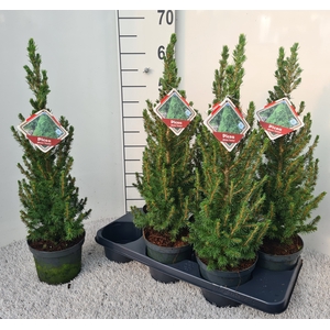 PICEA GL CONICA