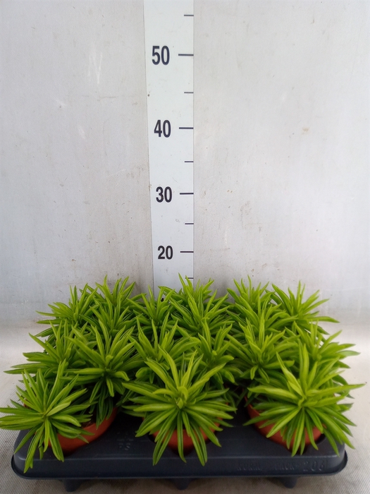 <h4>Peperomia fereirae 'Happy-Bean'</h4>