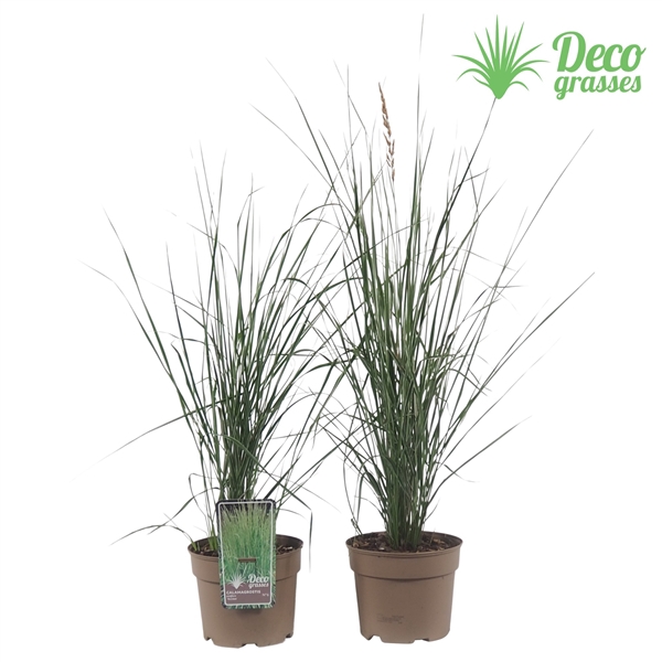 <h4>Calamagrostis acutiflora 'Overdam'</h4>