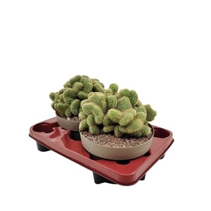 HILDEWINTERA AUREISPINA CRESTATA - BOWL Ø 20 - TRAY 2 PCS (CACTUS)