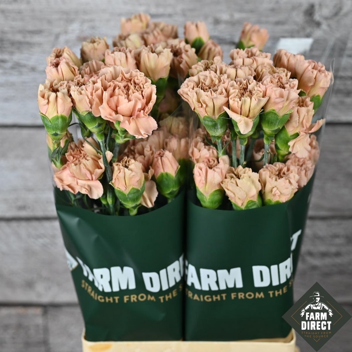 <h4>DI ST HONEY 65CM</h4>