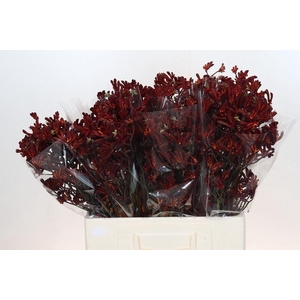 Anigozanthos 'Bush Ruby'