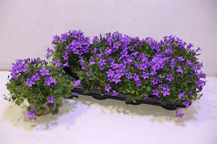 <h4>Camp Por Porto</h4>