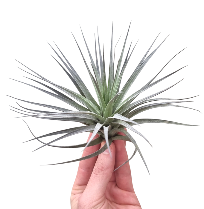 <h4>Tillandsia Concollor</h4>