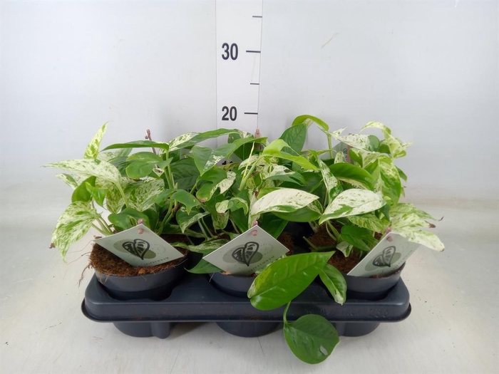 <h4>Epipremnum pinn. 'Marble Variegata'</h4>