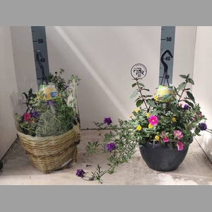 HANGING BASKETS