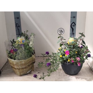 HANGING BASKETS