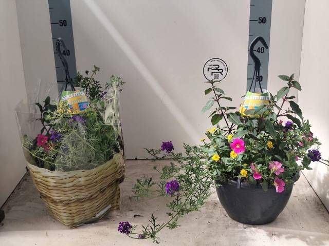<h4>HANGING BASKETS</h4>