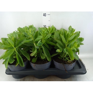 Sedum spectabile