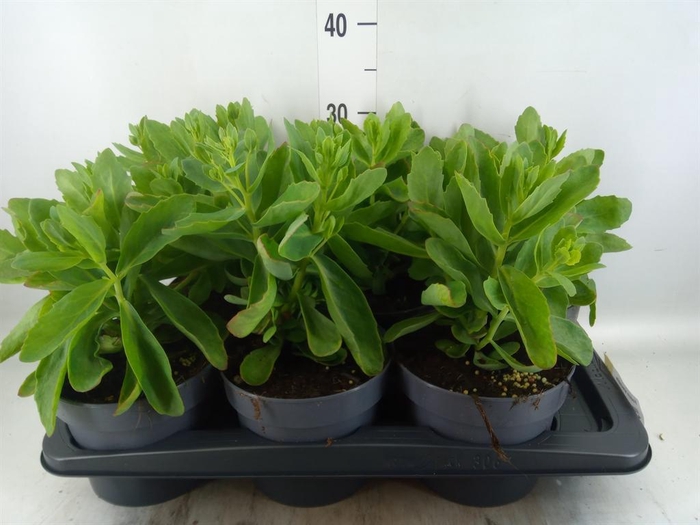 <h4>Sedum spectabile</h4>