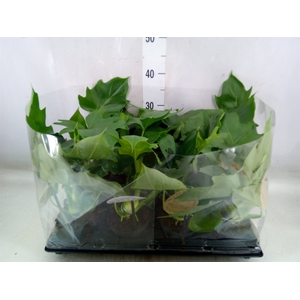 Philodendron   ...
