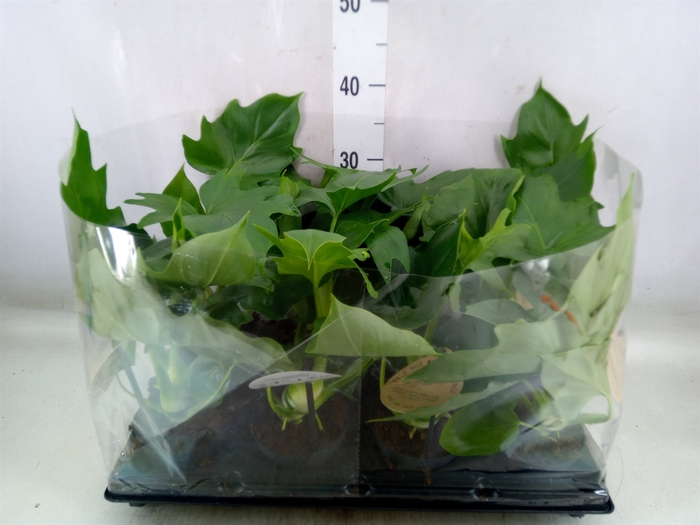<h4>Philodendron   ...</h4>