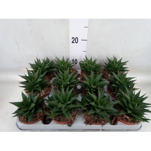 Haworthia limifolia