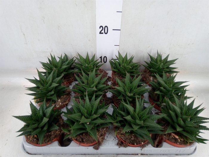 <h4>Haworthia limifolia</h4>