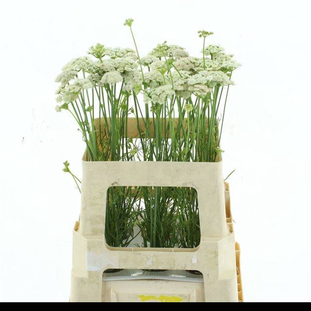 <h4>AMMI VISNAGA</h4>