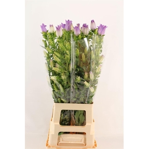 Camp M Champion Lavender