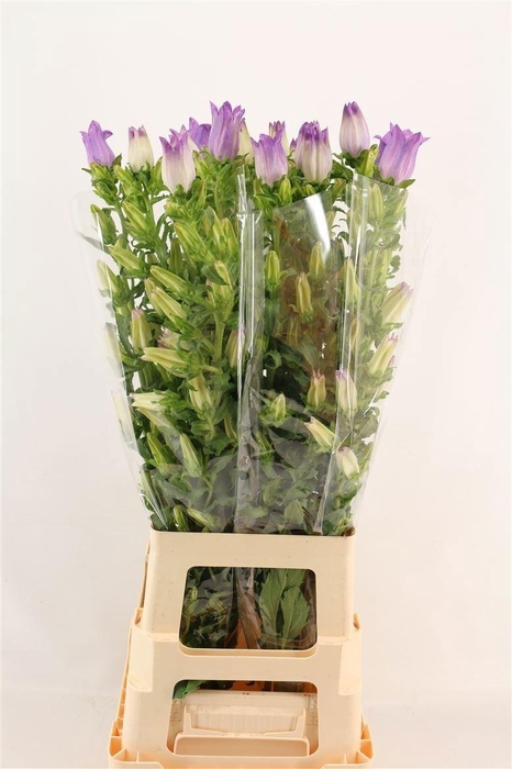 <h4>Camp M Champion Lavender</h4>